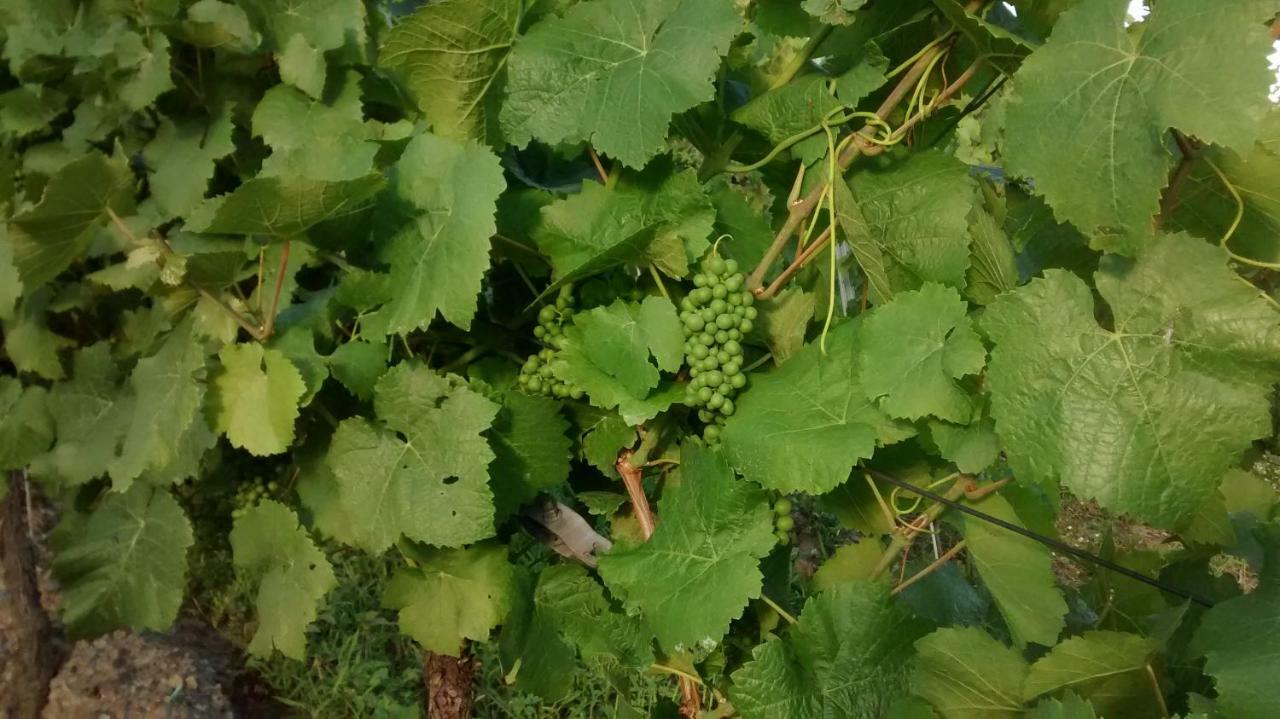 エンキルヒ Weingut Sauer-Kettermannヴィラ エクステリア 写真